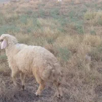 بره قوچ|حیوانات مزرعه|شمیل, |دیوار