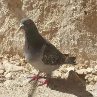 کفتر