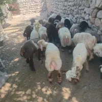 بره چاق پلوار جهت قصابی ،نرزی،عقیقه