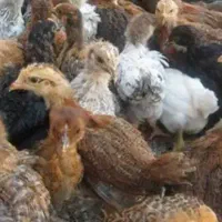 جوجه محلی
