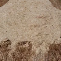 کاه جو دیم نرم وسفید اا  انبار