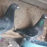 سبز مسافتی