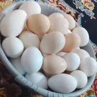 درشت و با کیفیت