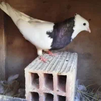 کفتر|پرنده|نرماشیر, |دیوار