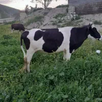 گاو|حیوانات مزرعه|صادق آباد, |دیوار