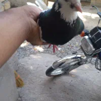 کبوتر طوقی