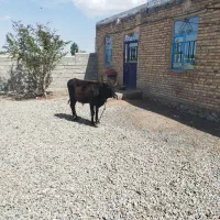 گوساله نر