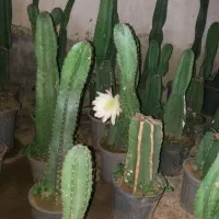 گل کاکتوس سرئوس