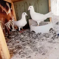 تعدادی کبوتر پلاکی