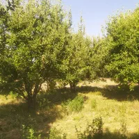 اجاره باغ سیب درختی