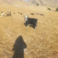 بعده