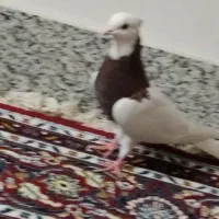 نر طوقی سرخ هفت رنگ کاکل