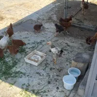 جوجه مرغ نیمچه بومی