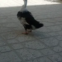 اردک