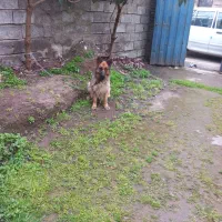 سگ ژرمن ماده