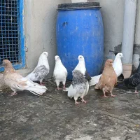 تعدای حیون زمینی درجه یک