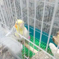 عروس هلندی نرسخنگو