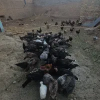 مرغ و خروس نژاد دار کاکلی گردن لخت