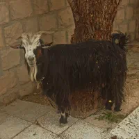تیربز جوان و شیرده