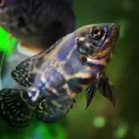 ماهی آکواریومی اسکار ۱40