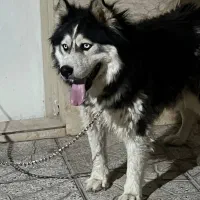 سگ هاسکی