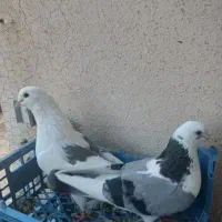 کفتر