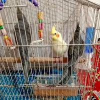 ۳عدد عروس هلندی ۳ ماهه