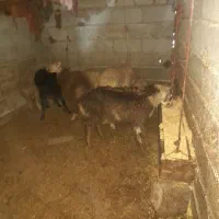 ۷عدد بره