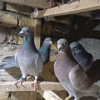 فروش کبوتر پلاکی