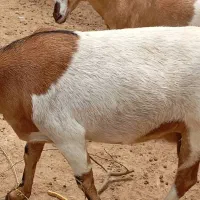 یک عدد نزار