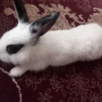 خرگوش
