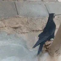 کبوتر ابادان چش نوک سفید