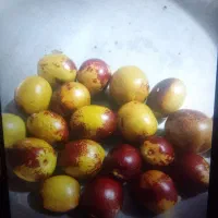 فروش عناب تازه زیر کوه