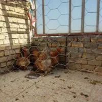 مرغ و خروس برهما