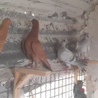 جوجه کرمونی