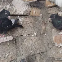 کفتر
