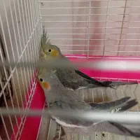 عروس هلندی