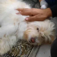 سگ برای سرپرستی