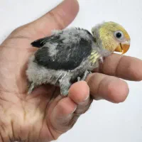 جوجه کتوله رنگ نایاب و خاص