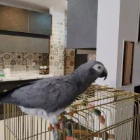 کاسکو فقط با این شماره تماس بگیرید