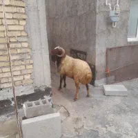 قوچ|حیوانات مزرعه|دهگلان, |دیوار