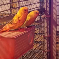 عروس هلندی مرغ عشق کوتوله