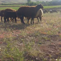 بره نژاد دار