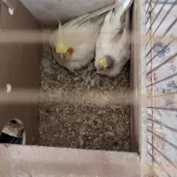 جوجه عروس هلندی