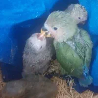 جوجه سرلاکی صورت هلویی