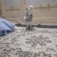 طوق هفت رنگ نر