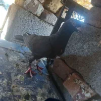کبوتر شتری و زاغ
