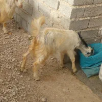 باسلام بزوکهره برای نذری شما