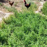 خروس دورگه