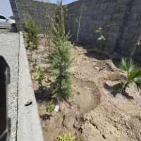 باغچه/چهار دیواری/199متر